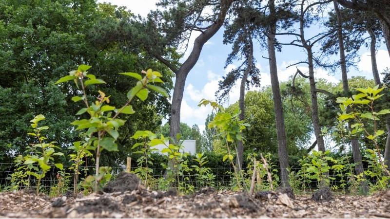 Picture of newly planted trees.