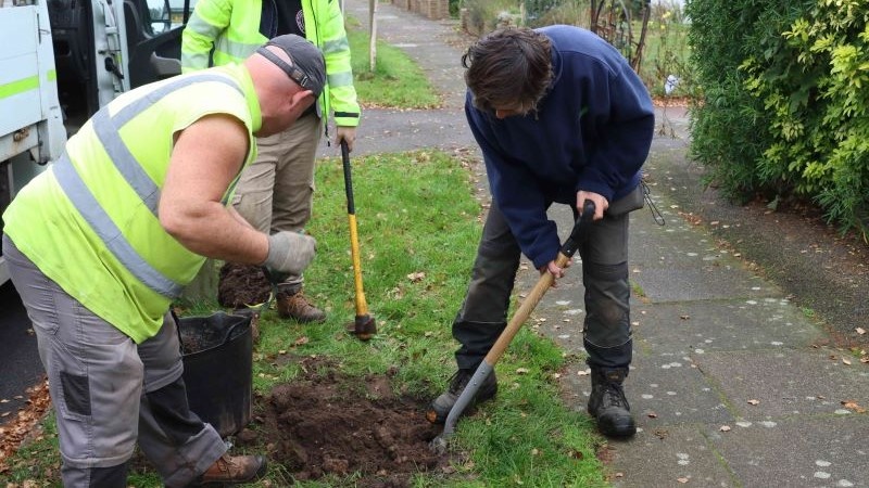 Picture shows people with spades digging a hole to plant a tree.